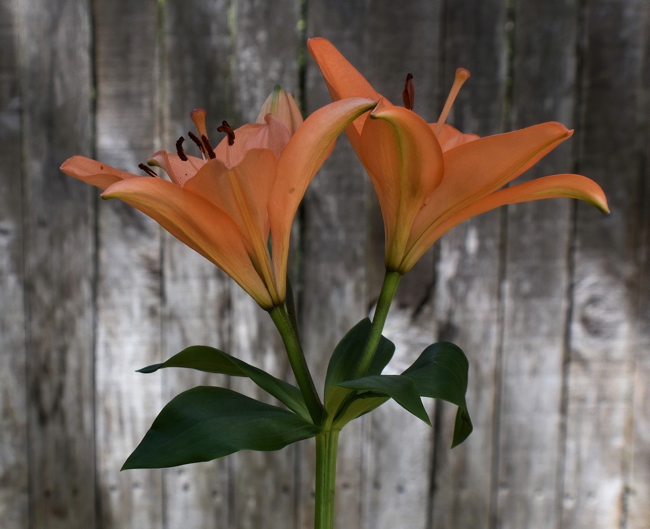 lily, flowers, plant-7471340.jpg
